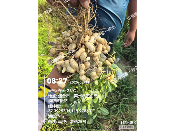 濰花25號果實